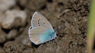 okgzl Rus Mavisi (Polyommatus coelestina)