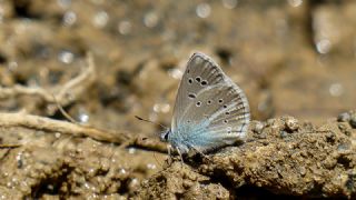 Yalanc Lacivert Anadolu okgzls (Polyommatus pseudactis)