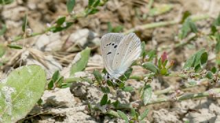 Sertavul okgzls (Polyommatus sertavulensis)