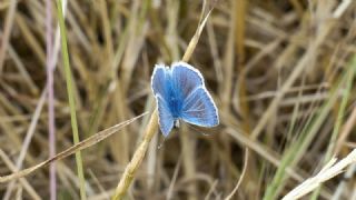 Sertavul okgzls (Polyommatus sertavulensis)