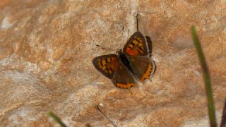 Benekli Bakr Gzeli (Lycaena phlaeas)