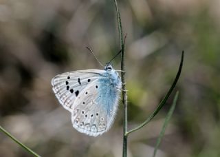 okgzl Edon Mavisi (Polyommatus aedon)