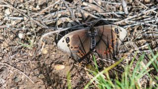 Uygur Gzelesmeri (Proterebia afra)