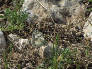 Akdeniz Melikesi (Melanargia titea)