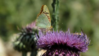 Bahadr (Argynnis pandora)