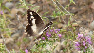 Cad (Chazara briseis)