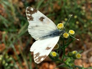 Yeni Beneklimelek (Pontia edusa)