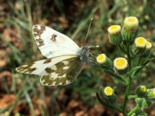 Yeni Beneklimelek (Pontia edusa)