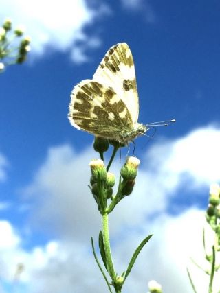 Yeni Beneklimelek (Pontia edusa)