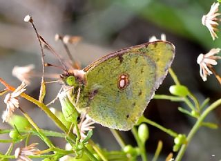 Sar Azamet (Colias croceus)