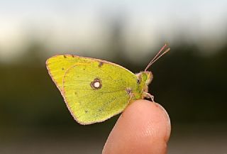 Sar Azamet (Colias croceus)