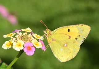 Sar Azamet (Colias croceus)