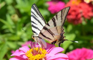 Erik Krlangkuyruk (Iphiclides podalirius)