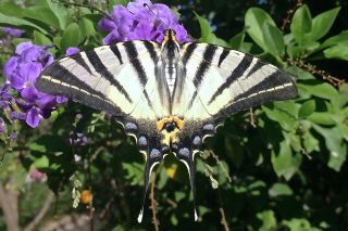 Erik Krlangkuyruk (Iphiclides podalirius)