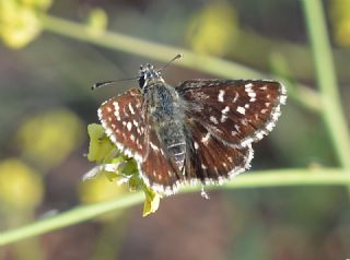 Kzl Zpzp (Spialia orbifer)