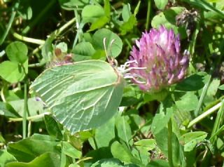 Orakkanat (Gonepteryx rhamni)