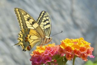 Krlangkuyruk (Papilio machaon)