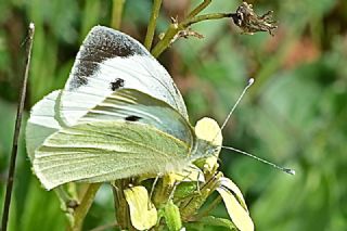 Byk Beyazmelek  (Pieris brassicae)