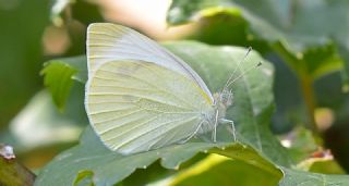 Byk Beyazmelek  (Pieris brassicae)