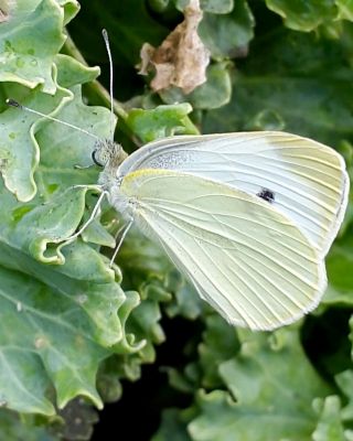 Byk Beyazmelek  (Pieris brassicae)