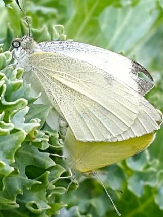 Byk Beyazmelek  (Pieris brassicae)