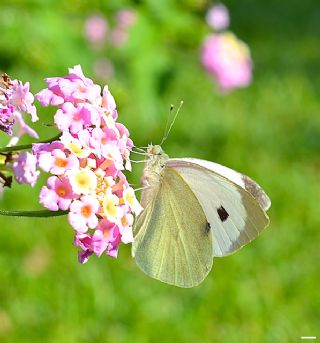 Byk Beyazmelek  (Pieris brassicae)