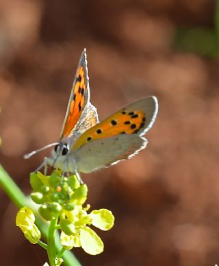 Benekli Bakr Gzeli (Lycaena phlaeas)