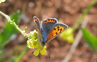 Benekli Bakr Gzeli (Lycaena phlaeas)