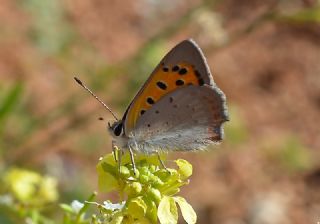 Benekli Bakr Gzeli (Lycaena phlaeas)