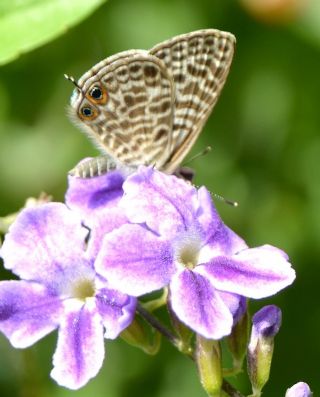 Mavi Zebra (Leptotes pirithous)