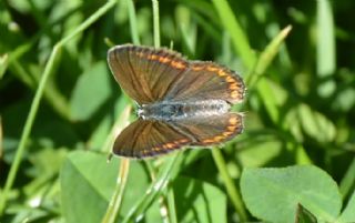 okgzl Mavi (Polyommatus icarus)