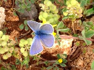 okgzl Mavi (Polyommatus icarus)