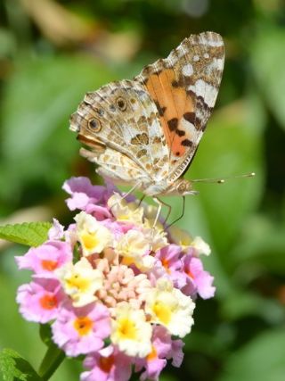 Diken Kelebei (Vanessa cardui)