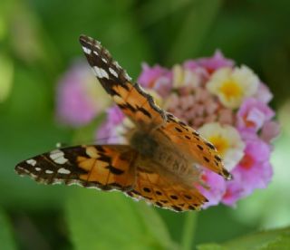 Diken Kelebei (Vanessa cardui)