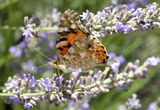 Diken Kelebei (Vanessa cardui)