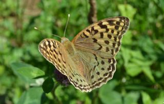 Benekli Bakr Gzeli (Lycaena phlaeas)