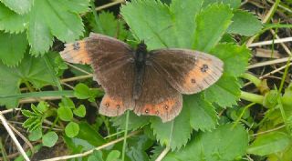 sko Gzelesmeri (Erebia aethiops)