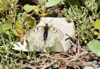 Dumanl Apollo (Parnassius mnemosyne)