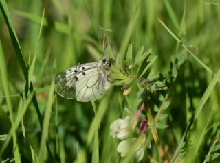 Dumanl Apollo (Parnassius mnemosyne)