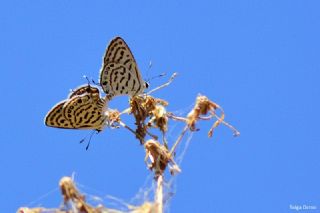 Balkan Kaplan (Tarucus balkanicus)