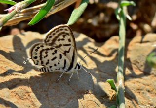 Balkan Kaplan (Tarucus balkanicus)