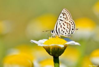 Balkan Kaplan (Tarucus balkanicus)