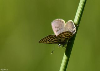 Balkan Kaplan�&nbsp;(Tarucus&nbsp;balkanicus)