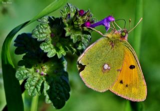 Sar Azamet (Colias croceus)