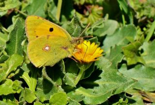 Sar Azamet (Colias croceus)