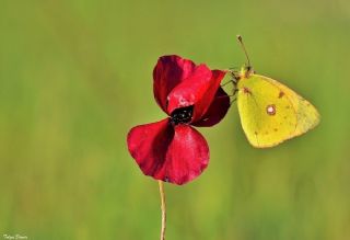 Sar Azamet (Colias croceus)