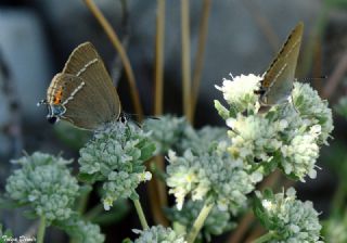 Gzel Sevbeni (Satyrium spini)