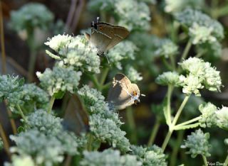 Gzel Sevbeni (Satyrium spini)