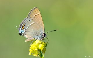 Gzel Sevbeni (Satyrium spini)