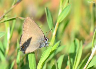 Byk Sevbeni (Satyrium ilicis)